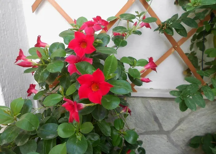 Aggela Guest house 3*